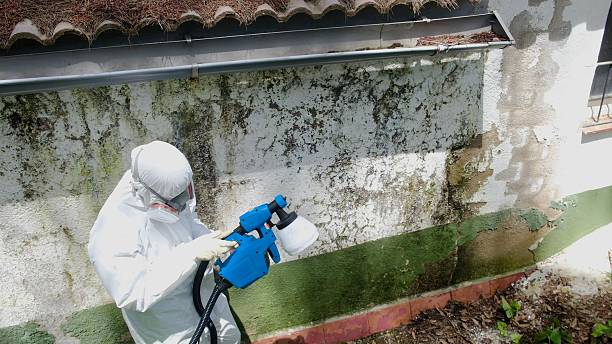 Trusted Black Mold Removal service in Midland, WA - Cheap Mold Removal